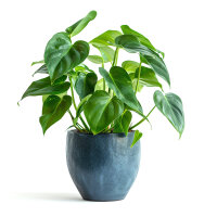 Philodendron carinatum
