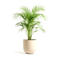 Palme Dypsis lutescens