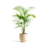 Palme Dypsis lutescens